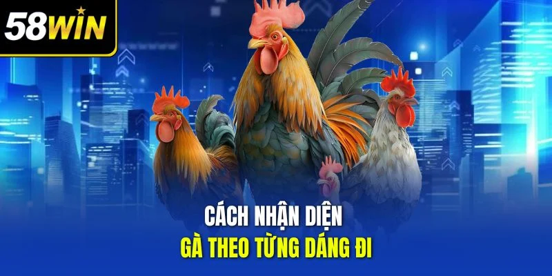 Cách nhận diện gà theo từng dáng đi 